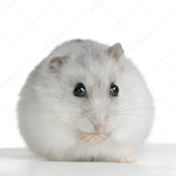 Hamsters Angora